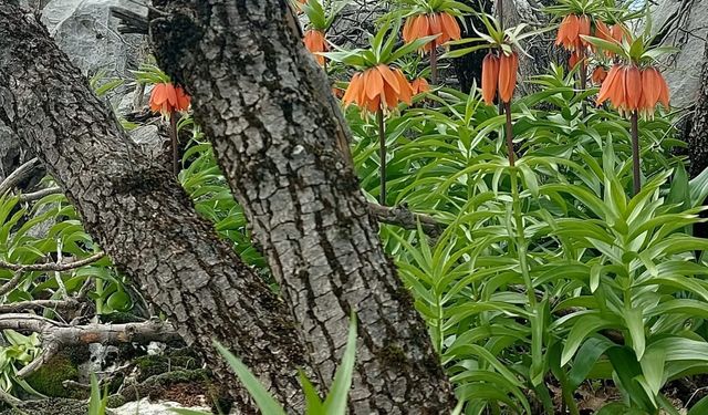 Diyarbakır’da açan ters laleler görenleri hayran bırakıyor