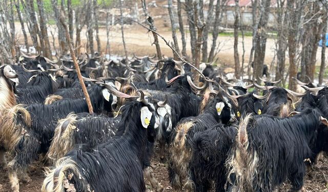 Bingöl’de soğuklar yaylaya çıkışı geciktirdi: Hayvanlar besiye alındı