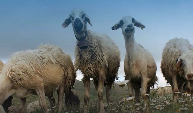 Küçükbaşa Dev Destek: Başvurular Başladı