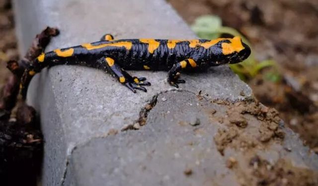 Elazığ’da Nadir Türlerden Lekeli Semender Görüntülendi