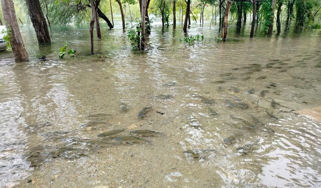 Fırat Nehri'nde Akıntı Arttı: Binlerce Balık Kıyıya Akın Etti