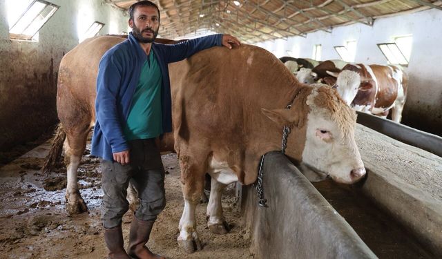 Elazığ’da 1 ton 200 kiloluk isimsiz tosun, alıcısını bekliyor