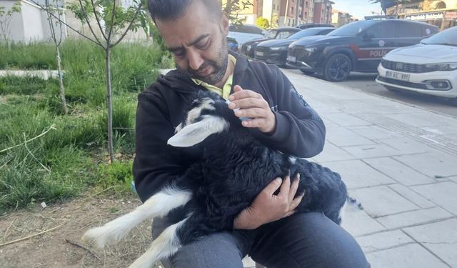 Elazığ'da 'Zeytin' İsimli Oğlak, Mahallenin Maskotu Haline Geldi