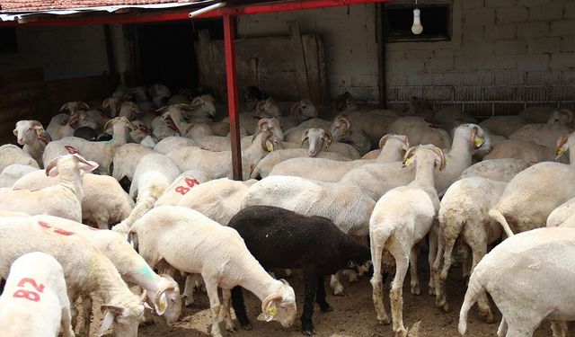 Elazığ’da Küçükbaş Destek Listeleri Askıya Çıktı
