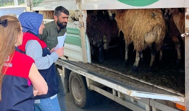Bayram Öncesi Kurbanlıklar Kontrol Altında