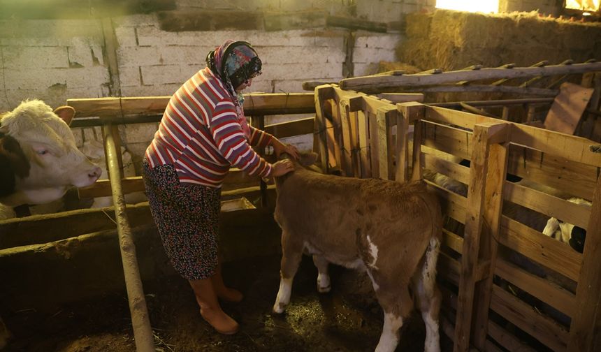 Elazığ'da Cömert Ailesi Annesi Ölen Buzağıyı Elleriyle Besliyorlar