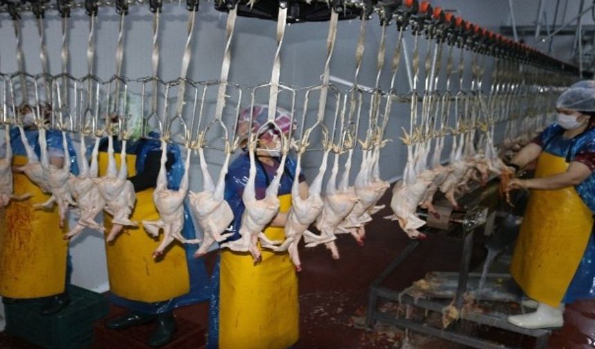 Zam Sonrası Tavuk Piyasasına Müdahale