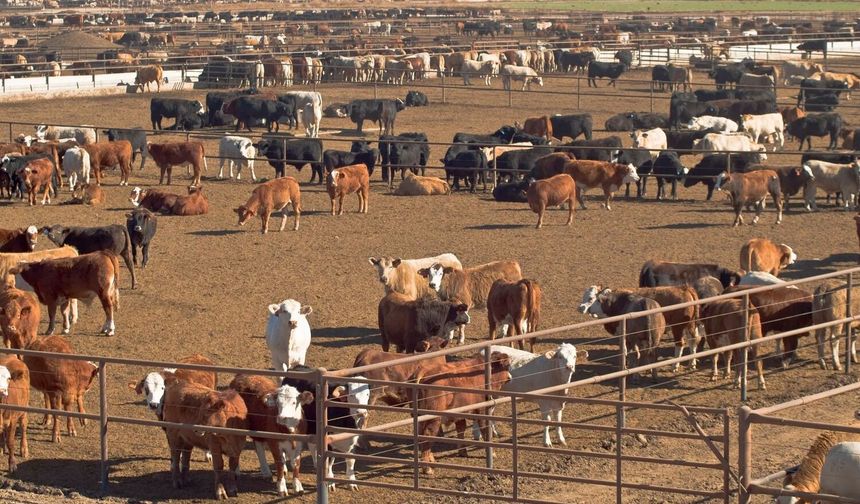 Üretici Ne Kazanıyor, Ne Kaybediyor?