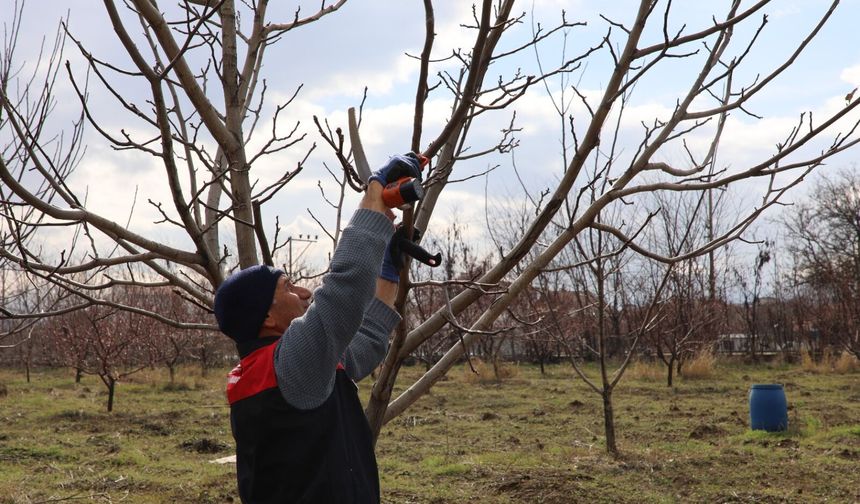 Elazığ’da Meyve Ağaçlarına Bakım Yapıldı