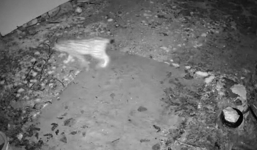 Elazığ’da evin etrafında yiyecek arayan vaşak kamerada