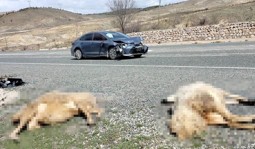 Otomobil Koyun Sürüsüne Daldı