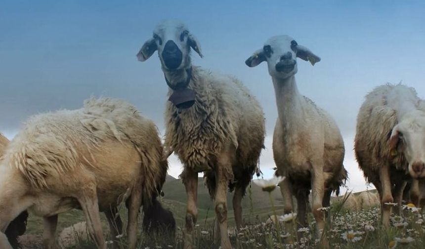 Küçükbaşa Dev Destek: Başvurular Başladı