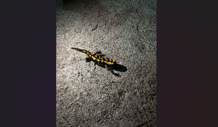 Elazığ’da benekli semender görüldü