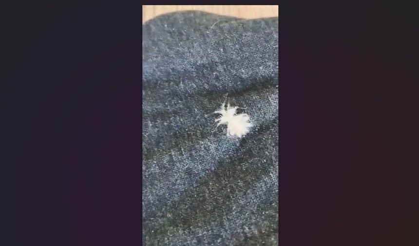 Elazığ'da ‘Dikenli Dantel Böceği' görüntülendi