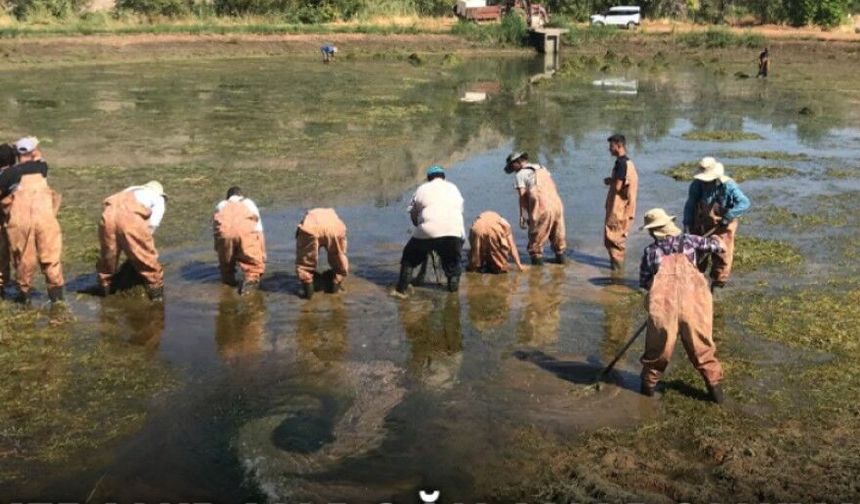 Keban’dan Doğu Anadolu’ya Balıklandırma Destekleri Başladı