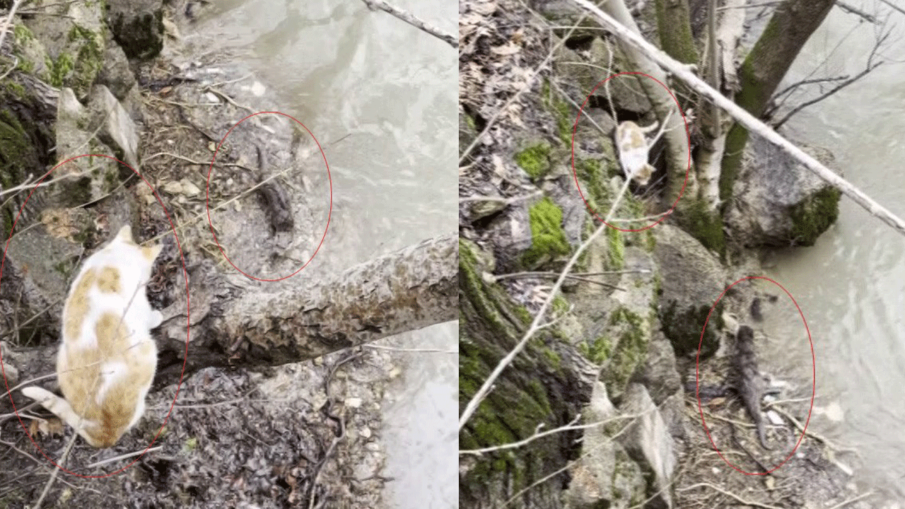 Tunceli'de Kedi ile su samurunun saklambaç oyunu kameraya yansıdı