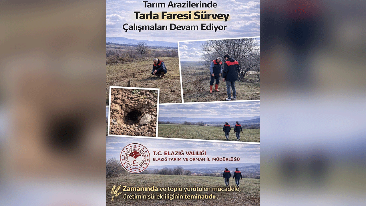 Elazığ'da Tarım Arazilerinde Tarla Faresine Karşı Sürvey Çalışmaları Sürüyor