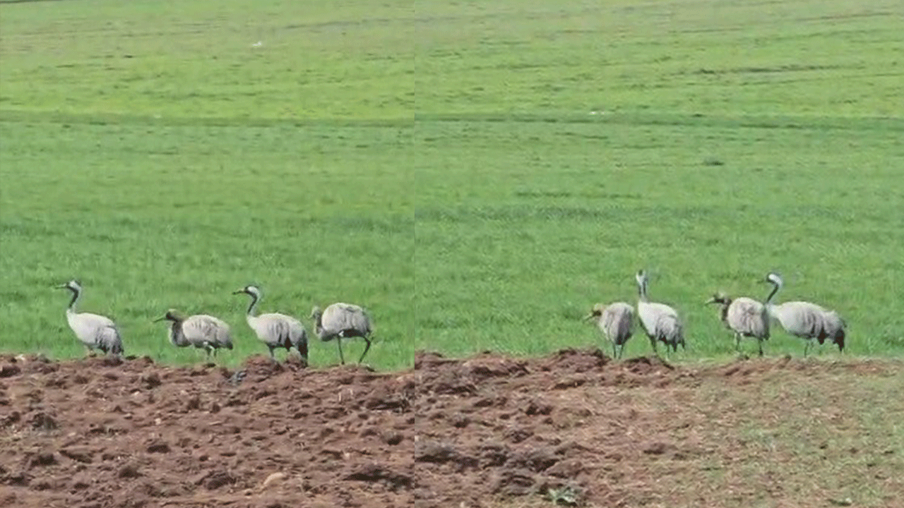 Türkülere konu olan turnalar Tunceli’de görüntülendi