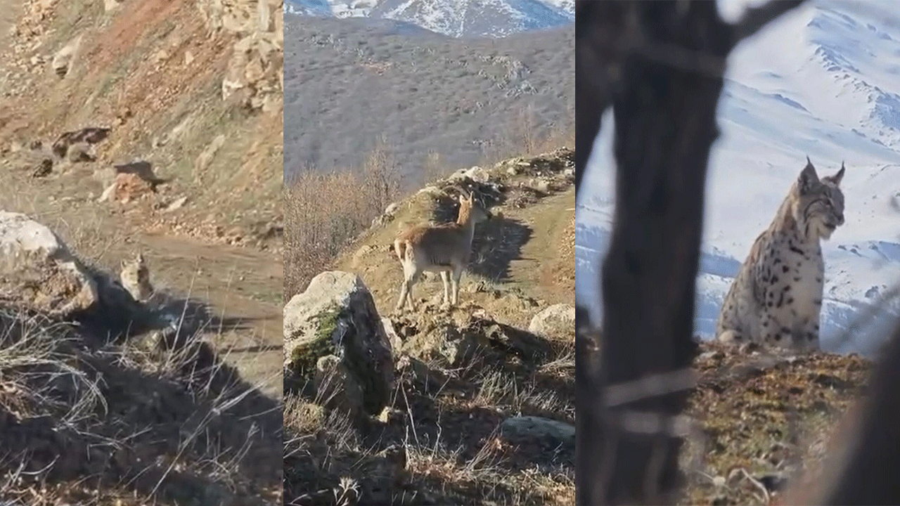 Akdağ'ın eteklerinde vaşak, kurt ve dağ keçisi peş peşe görüldü