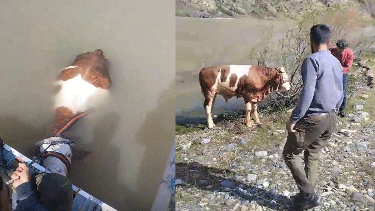 Bu sefer balık değil tosun yakaladılar