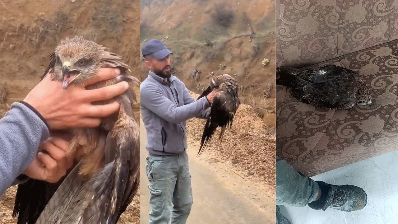 Elazığ'da Yakalanan yaralı şahin, ekiplere teslim edildi