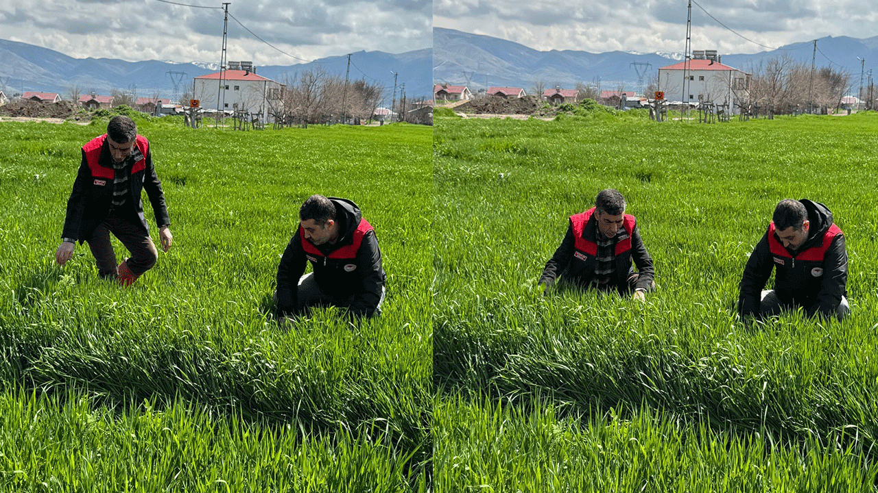 Elazığ’da Hububatta Kritik Uyarı: Verimi Yarılayan Hastalık Riski