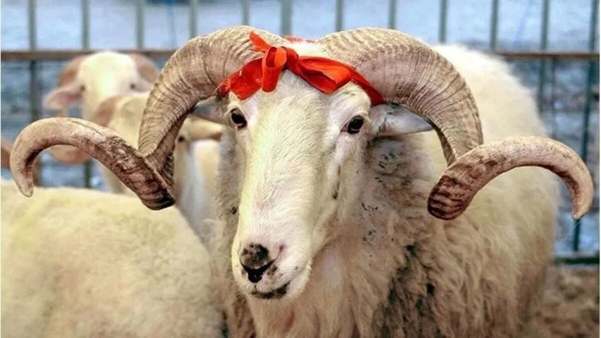 Whatsapp Image 2026 04 20 At 14.28.15